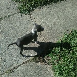 Meet your Posher, Wallace